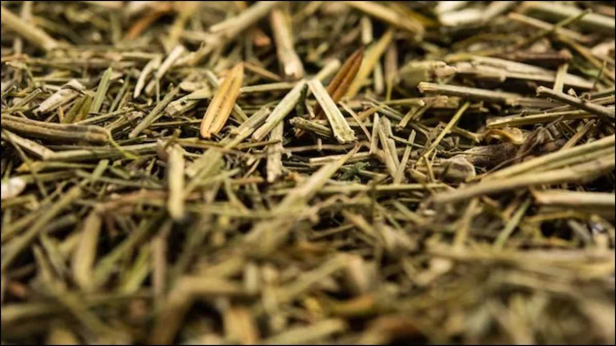 चिरायता: आयुर्वेद की कड़वी जड़ी-बूटी, कई बीमारियों का करती है इलाज, लेकिन सतर्कता जरूरी चिरायता: आयुर्वेद की कड़वी जड़ी-बूटी, कई बीमारियों का करती है इलाज, लेकिन सतर्कता जरूरी